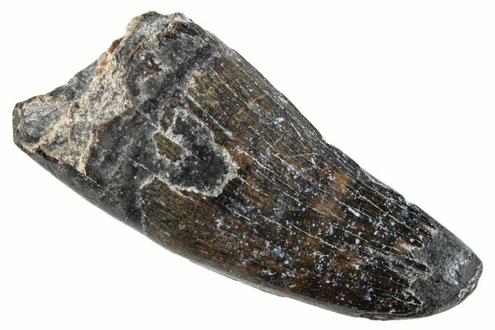 Dinosaur-Eating Crocodile (Sarcosuchus) Tooth - Niger #282115